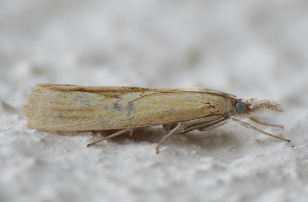 Agriphila biothanatalis, California species