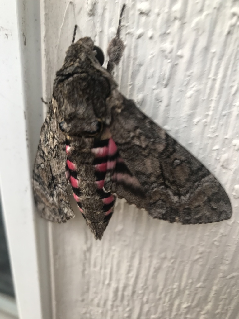 Agrius cingulata (Pink-spotted hawkmoth), California species