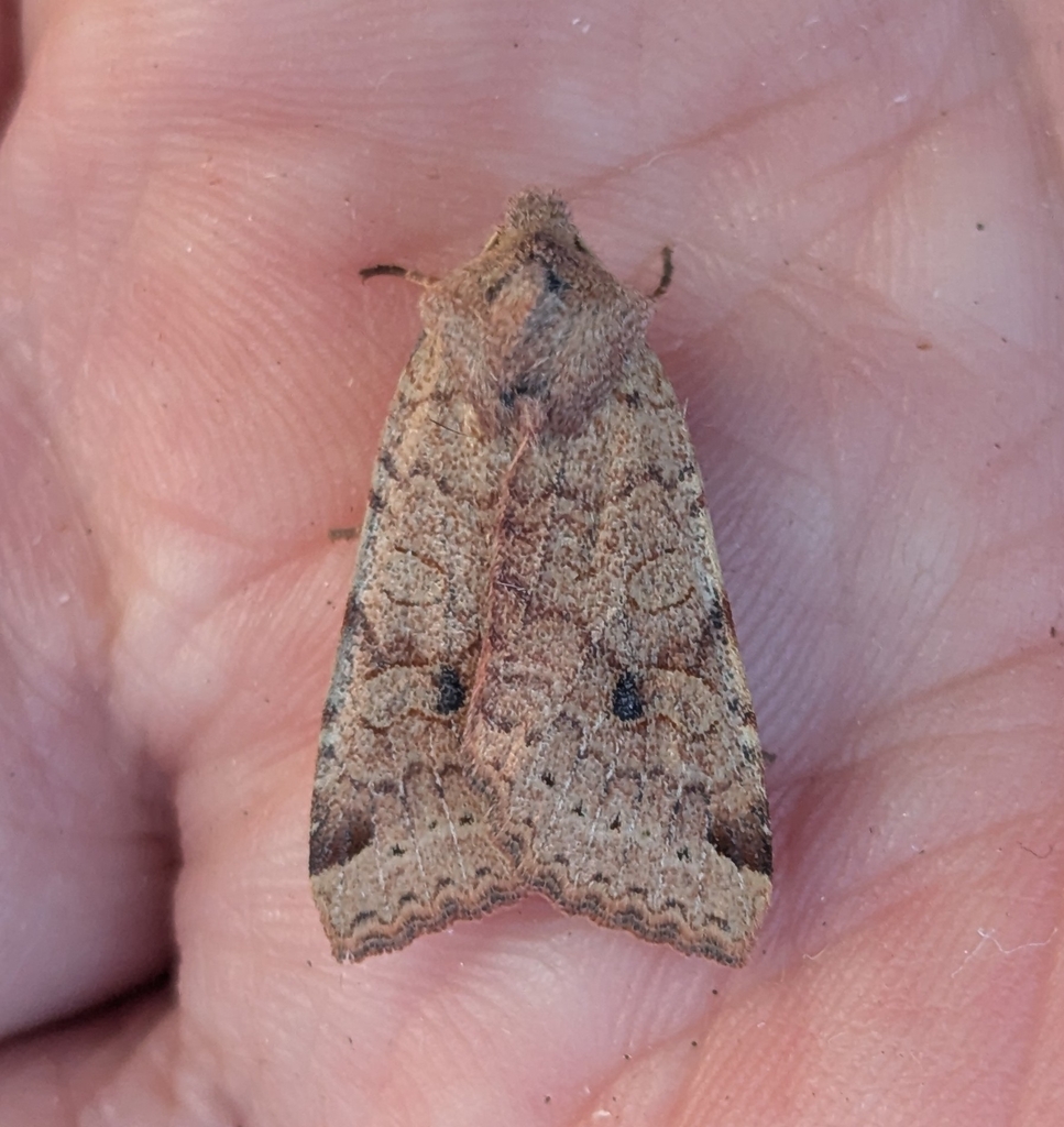 Agrochola purpurea, California species