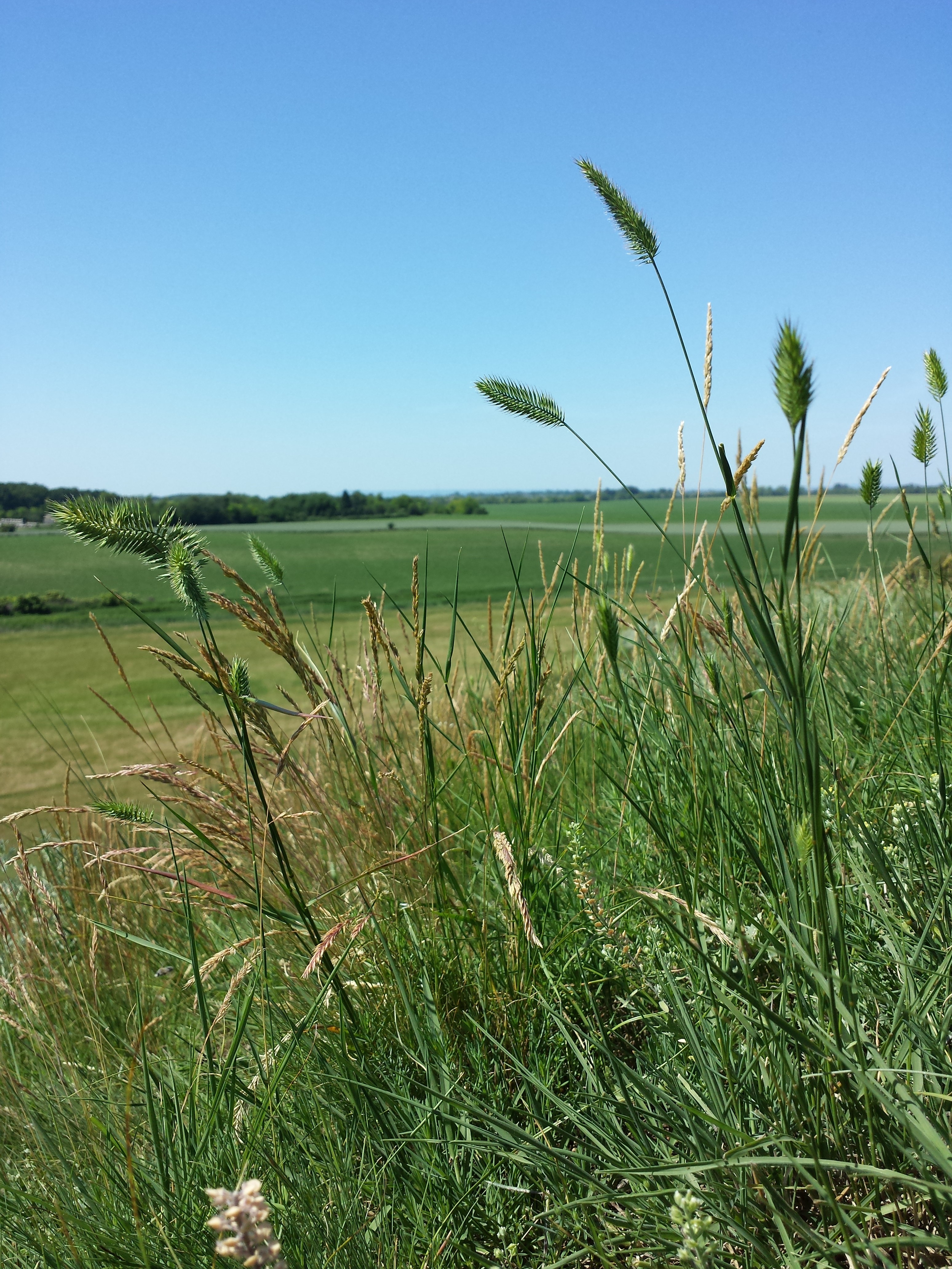 Agropyron cristatum subsp. pectinatum, native California grass