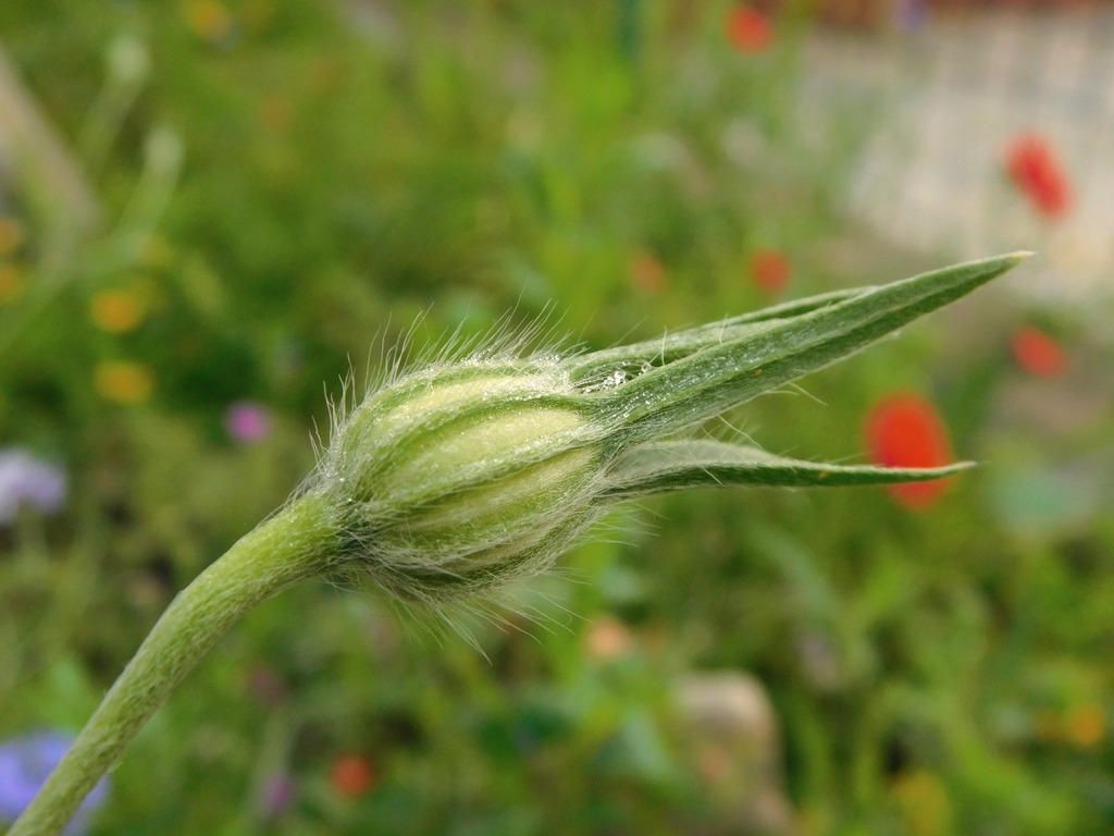 Agrostemma githago var. githago (Corn-cockle), non-native California annual