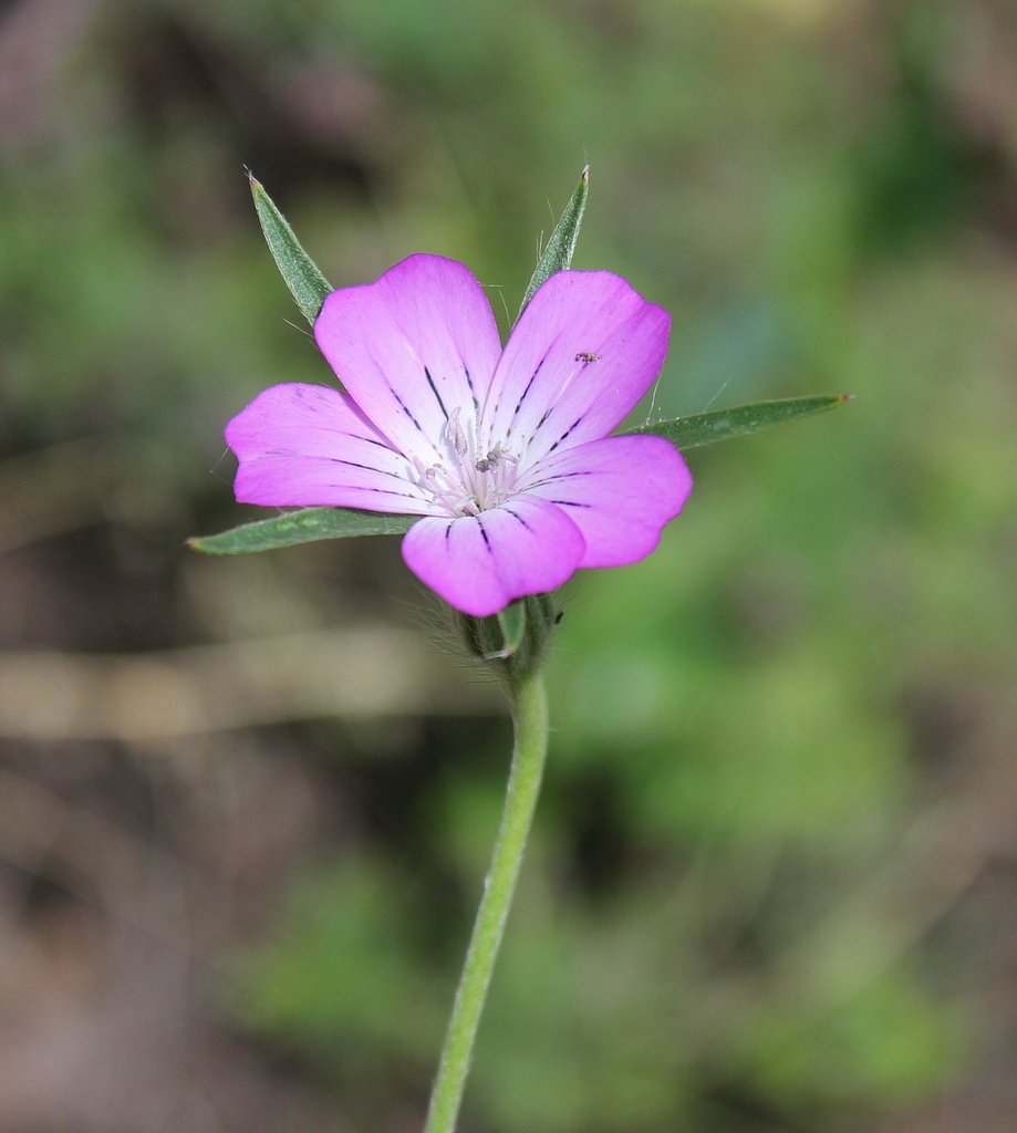 Agrostemma sp. (Corn-Cockle), non-native California annual