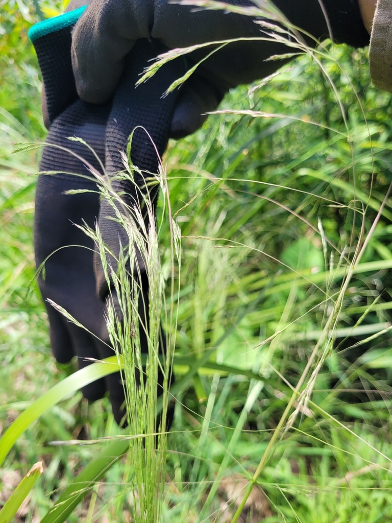 Agrostis avenacea (Pacific bent grass), non-native California grass