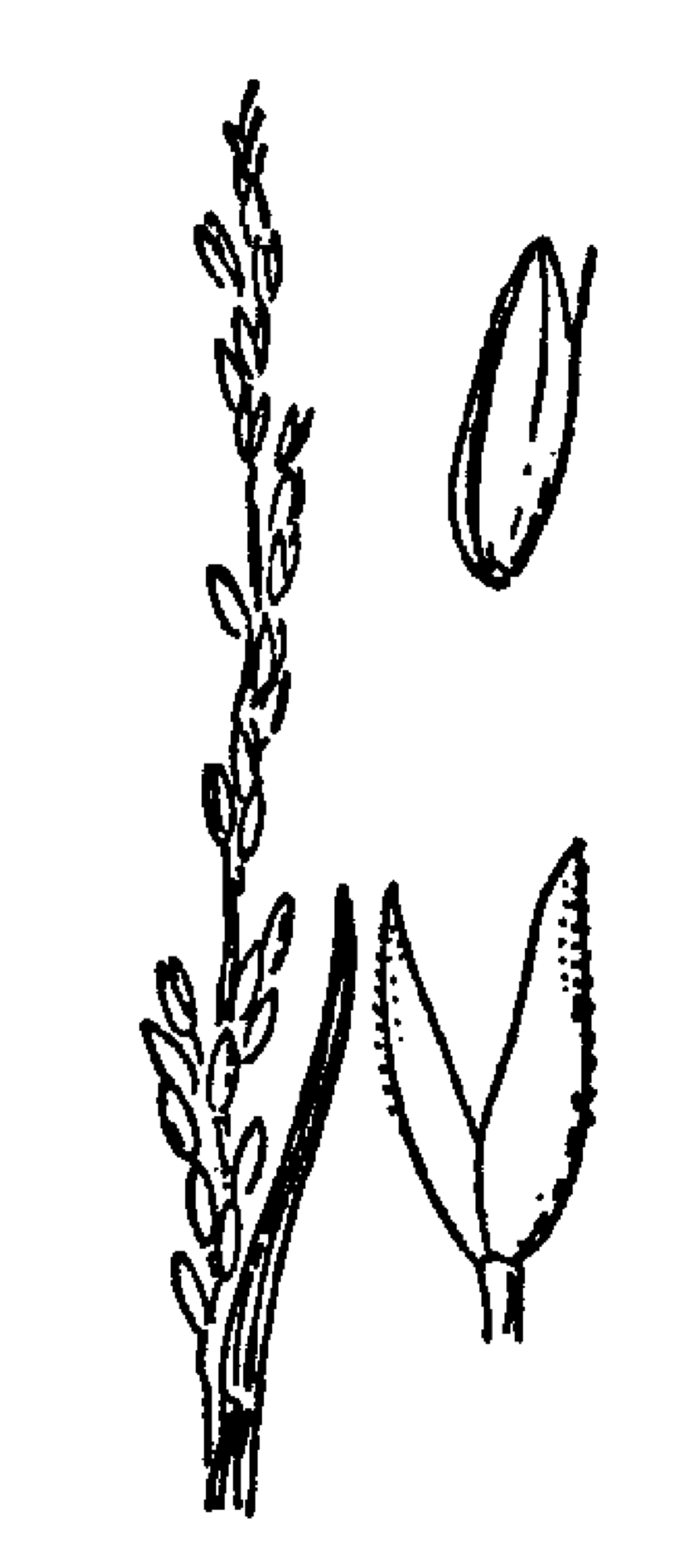Agrostis blasdalei (Blasdale's bent grass), native California grass