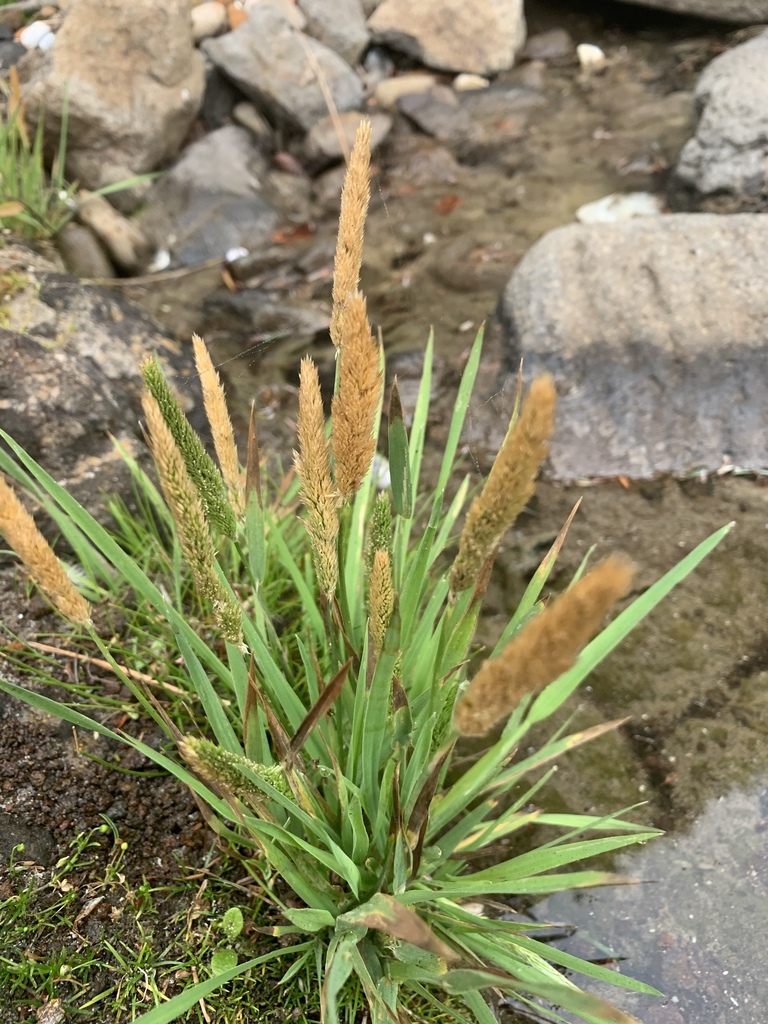 Agrostis densiflora (California bent grass), native California grass