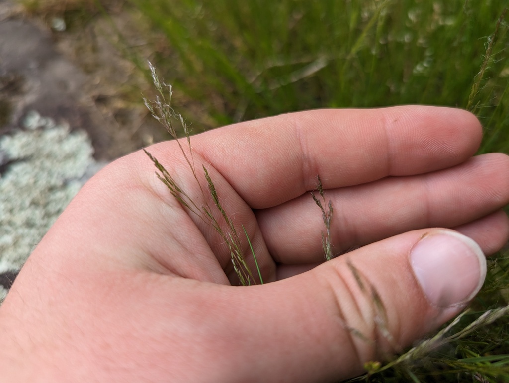 Agrostis elliottiana (Sierra bent grass), native California grass