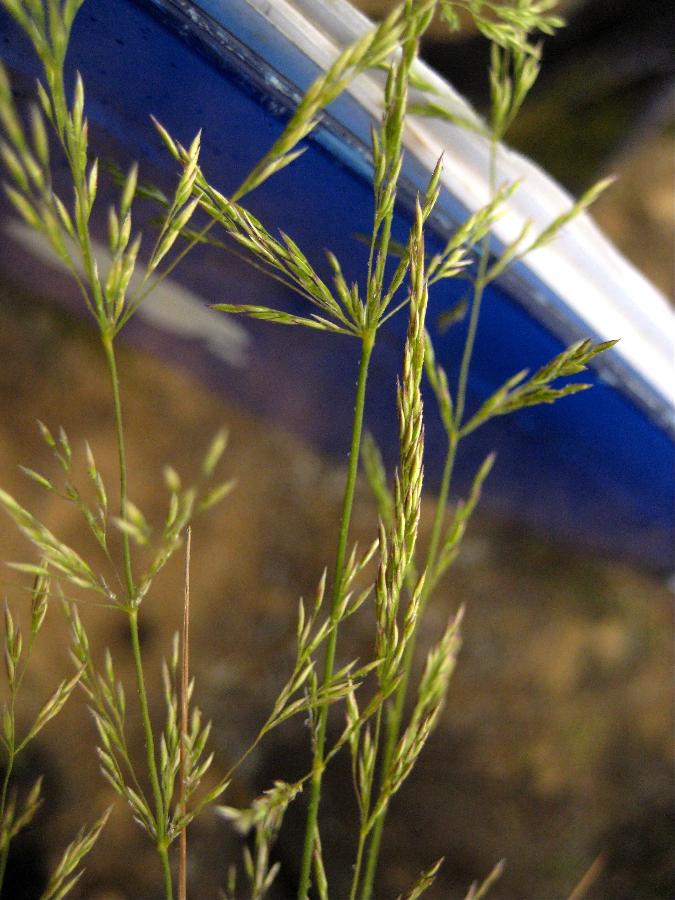 Agrostis exarata (Spike bent grass), native California grass