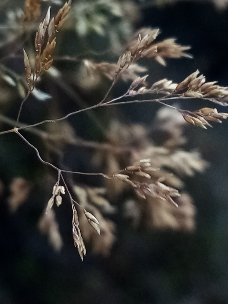 Agrostis gigantea (Redtop), non-native California grass