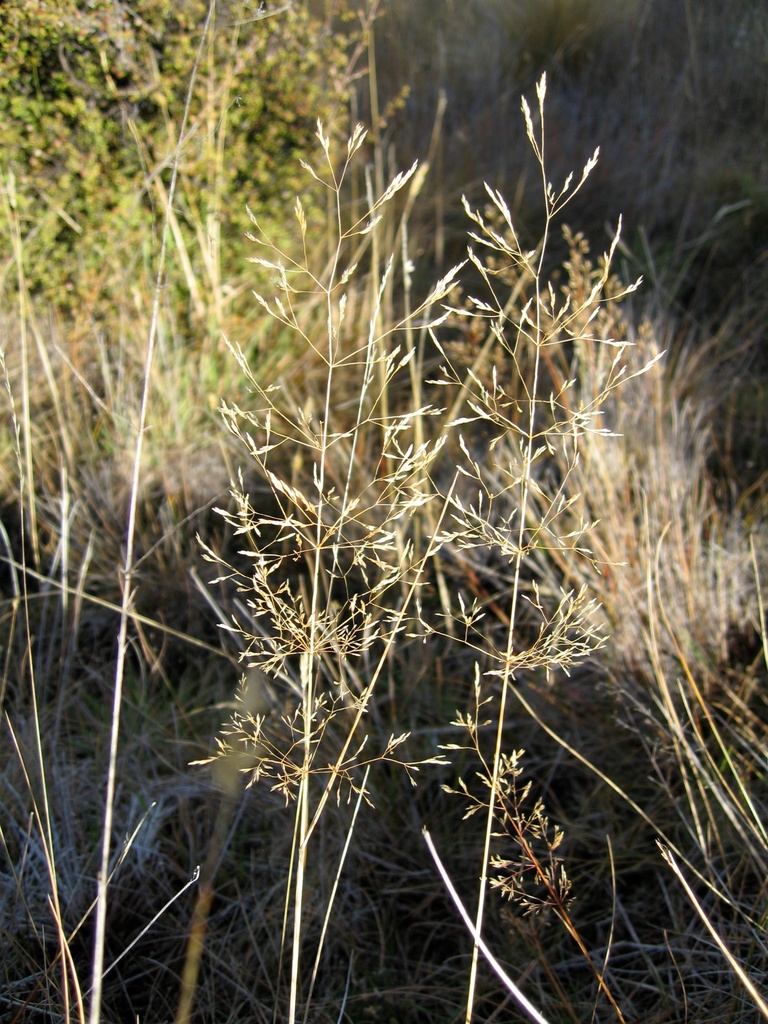 Agrostis hendersonii (Henderson's bent grass), native California grass