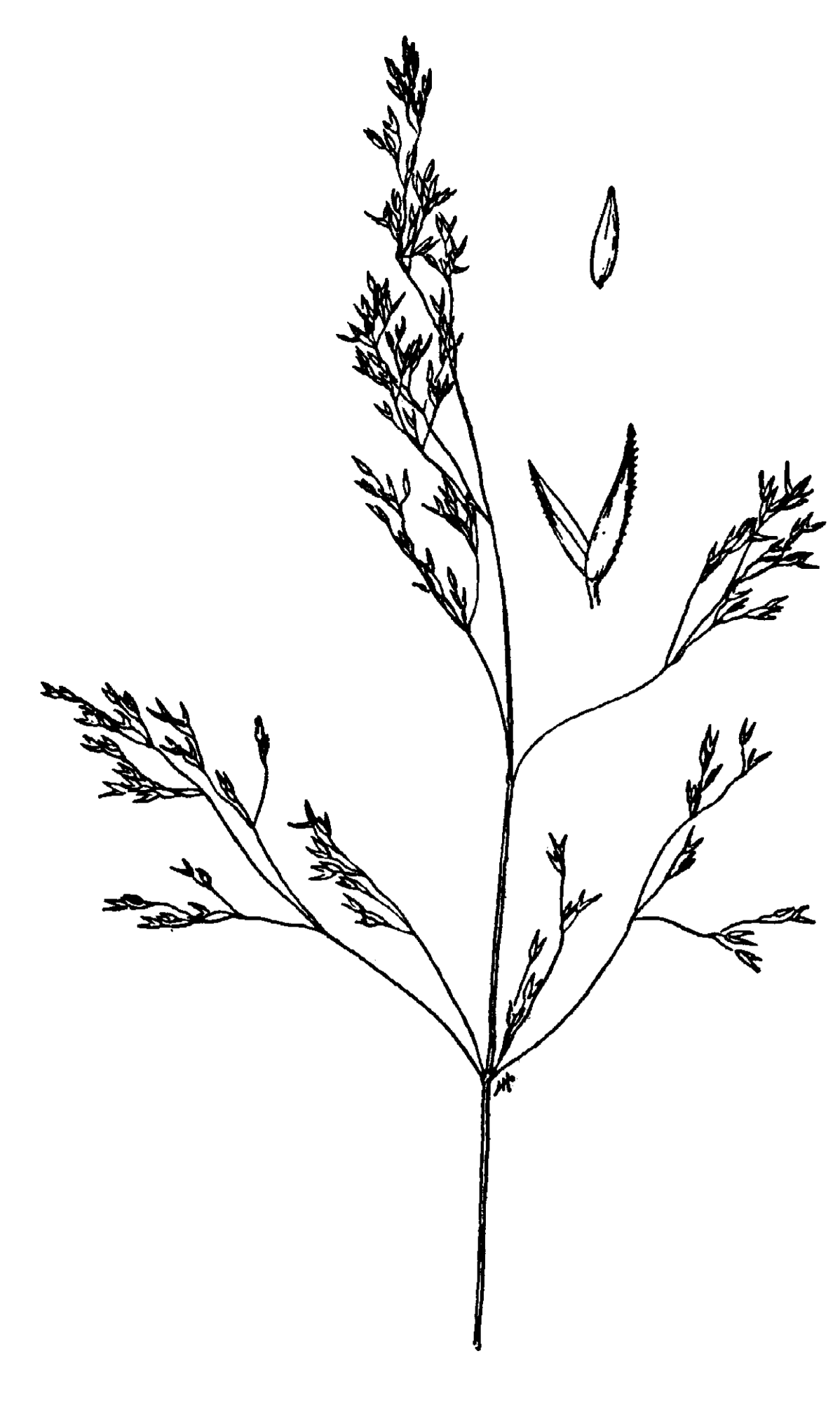 Agrostis idahoensis (Idaho redtop), native California grass