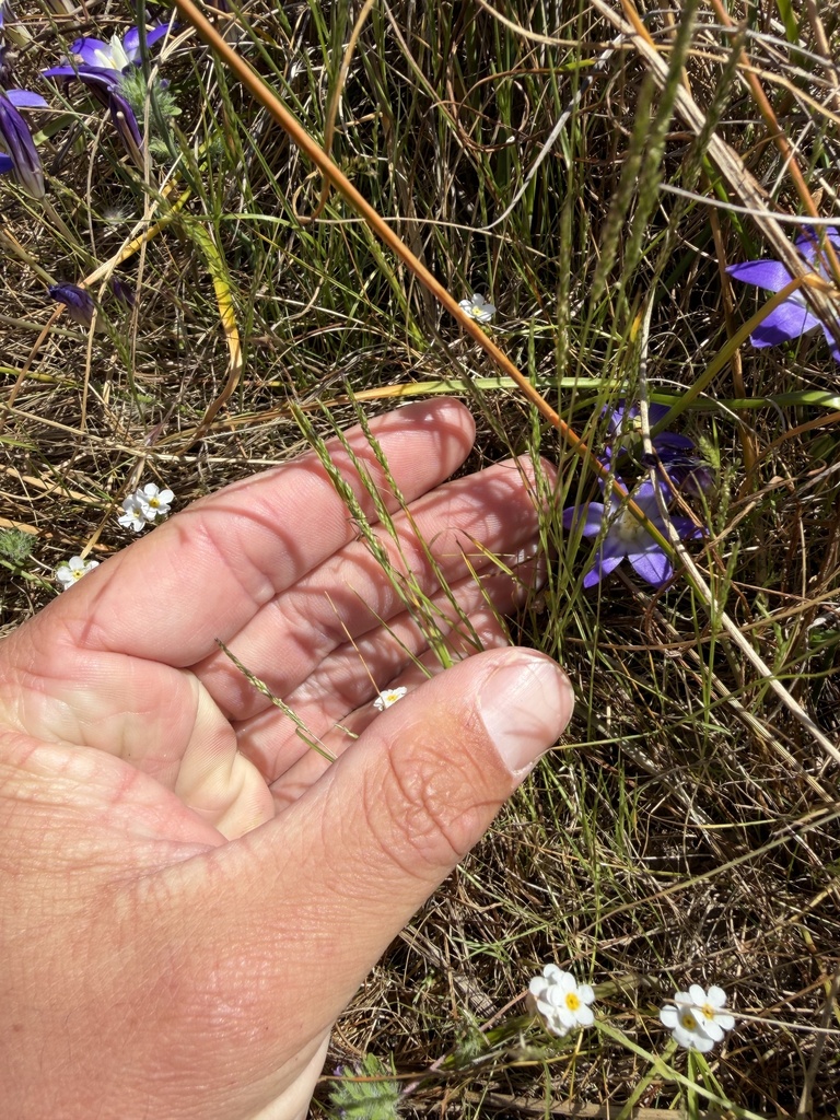 Agrostis lacuna-vernalis (Vernal pool bent grass), native California grass