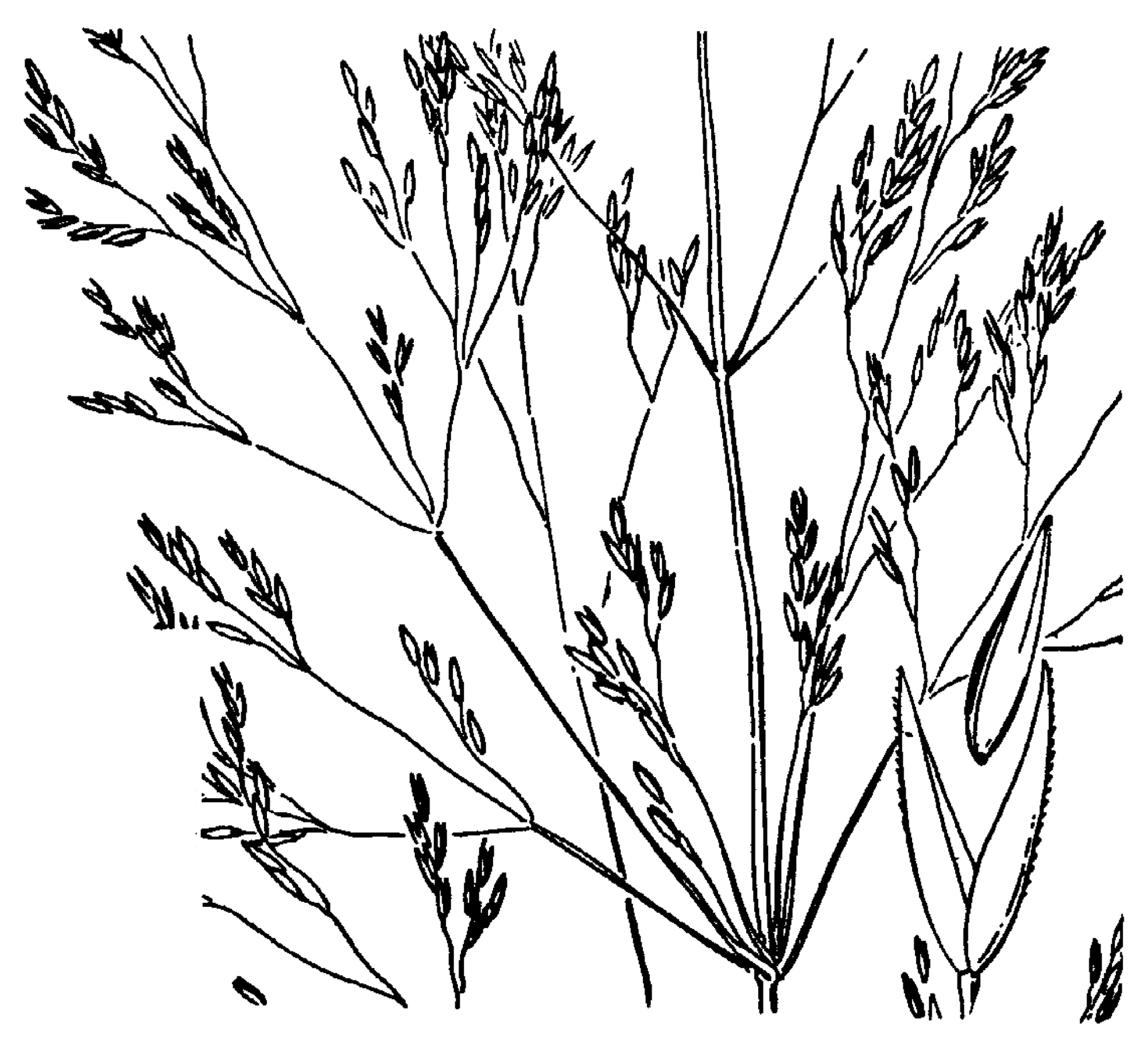 Agrostis oregonensis (Oregon redtop), native California grass