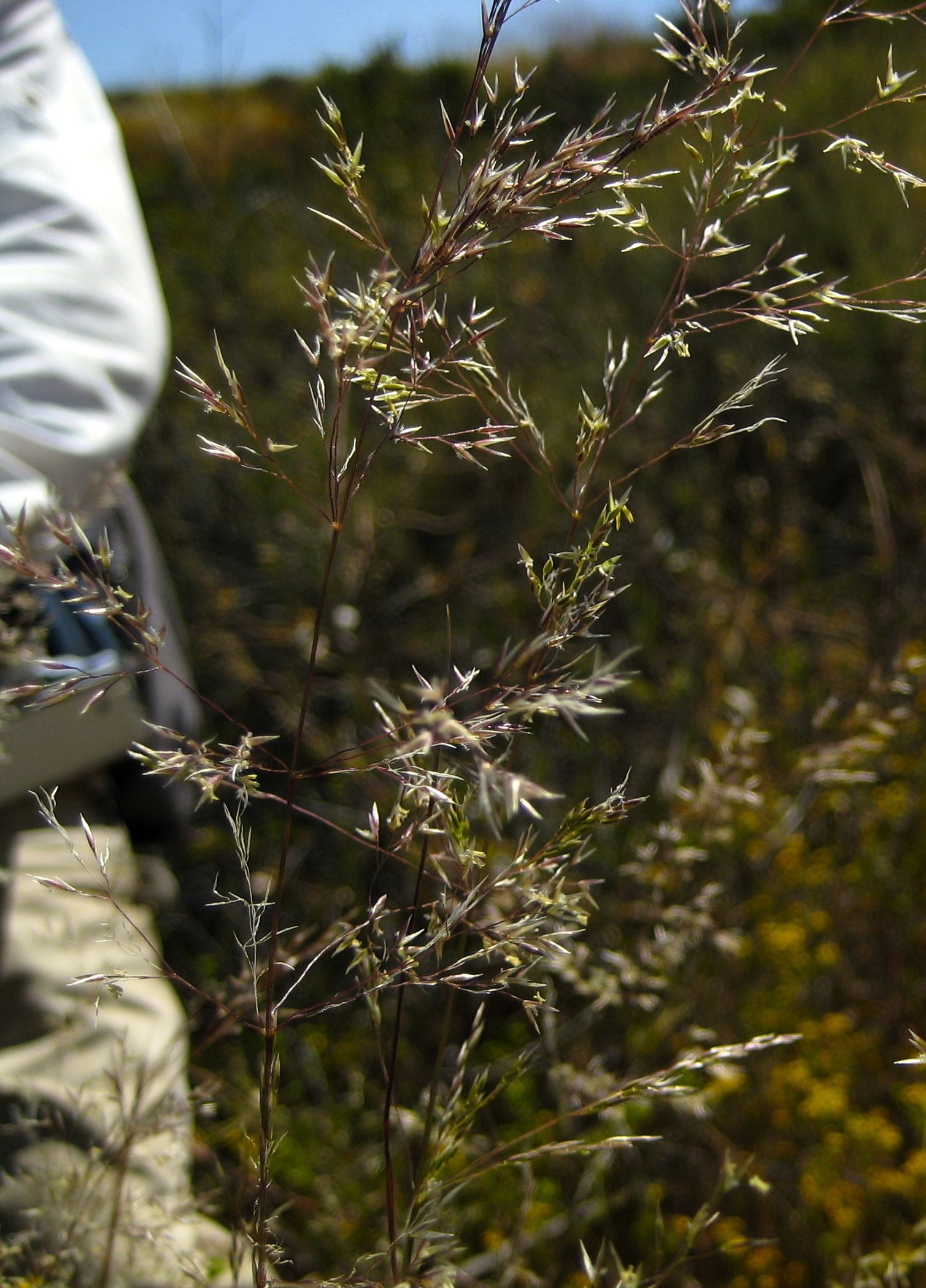 Agrostis pallens (Dune bent grass), native California grass