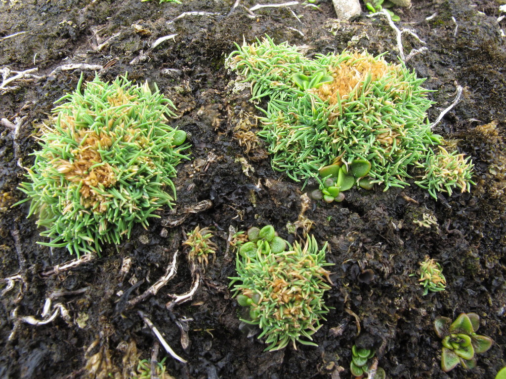 Agrostis sp. (Bent grass), non-native California perennial