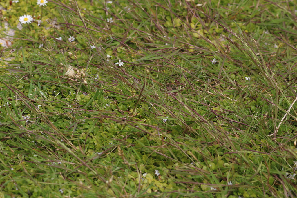 Agrostis stolonifera (Creeping bent), non-native California grass
