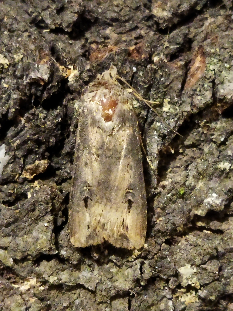 Agrotis ipsilon (Ipsilon Dart Moth), California species