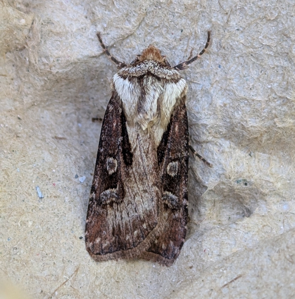 Agrotis vancouverensis (Vancouver Dart Moth), California species
