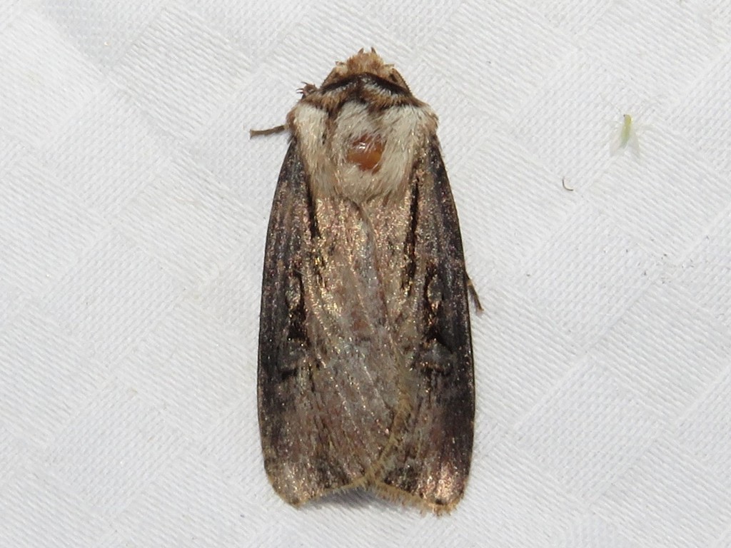 Agrotis venerabilis (Venerable Dart), California species