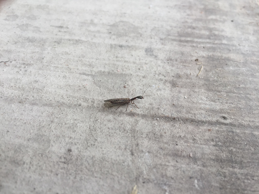 Agulla bicolor, California species