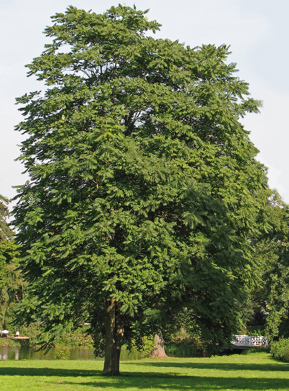 Ailanthus altissima (Tree of heaven), non-native California tree