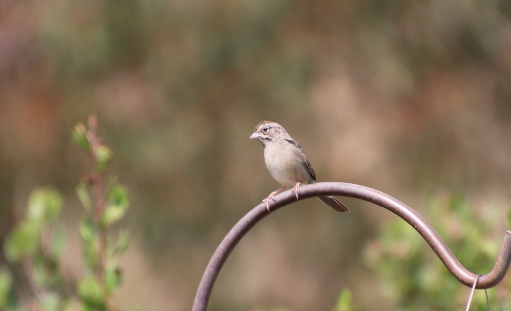 Aimophila ruficeps (Rufous-crowned Sparrow), California species