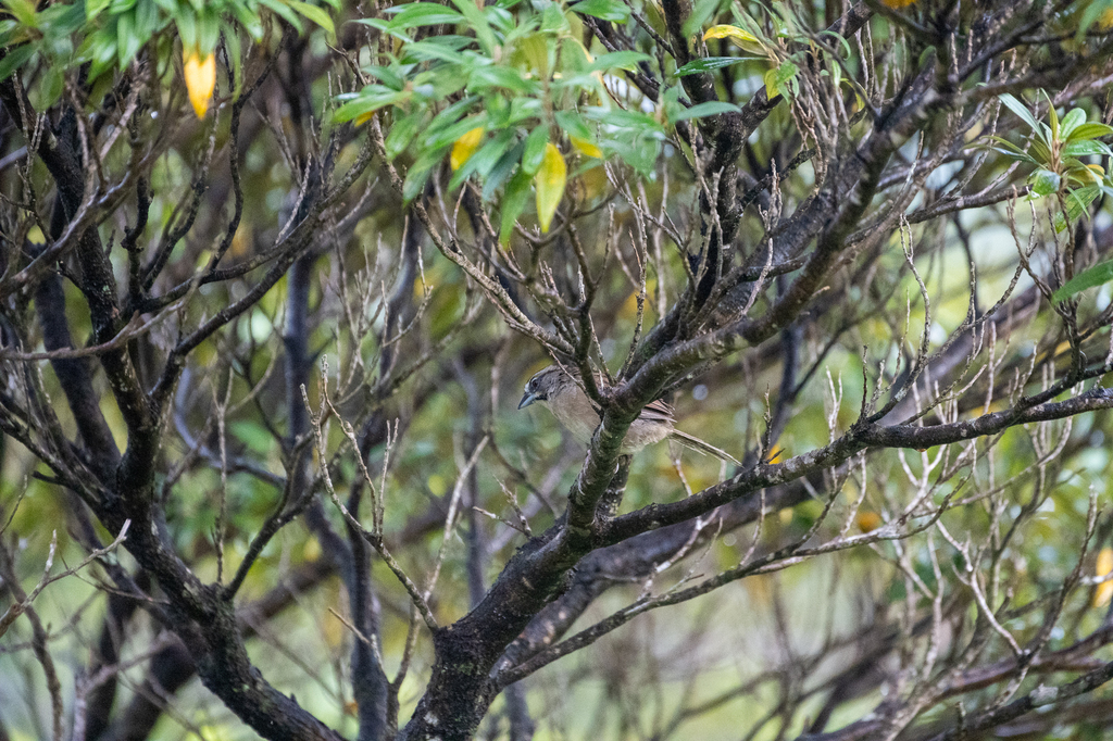Aimophila ruficeps ssp. obscura (Santa Cruz Island rufous-crowned sparrow), California species