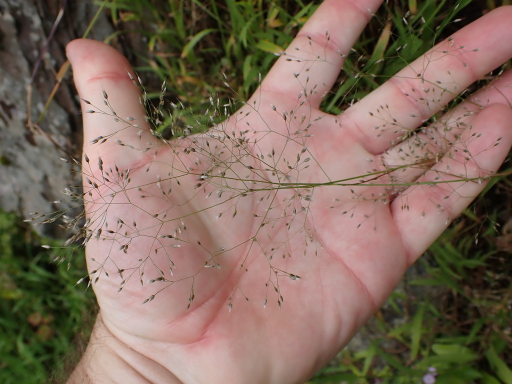 Aira caryophyllea (Silver hair grass), non-native California grass
