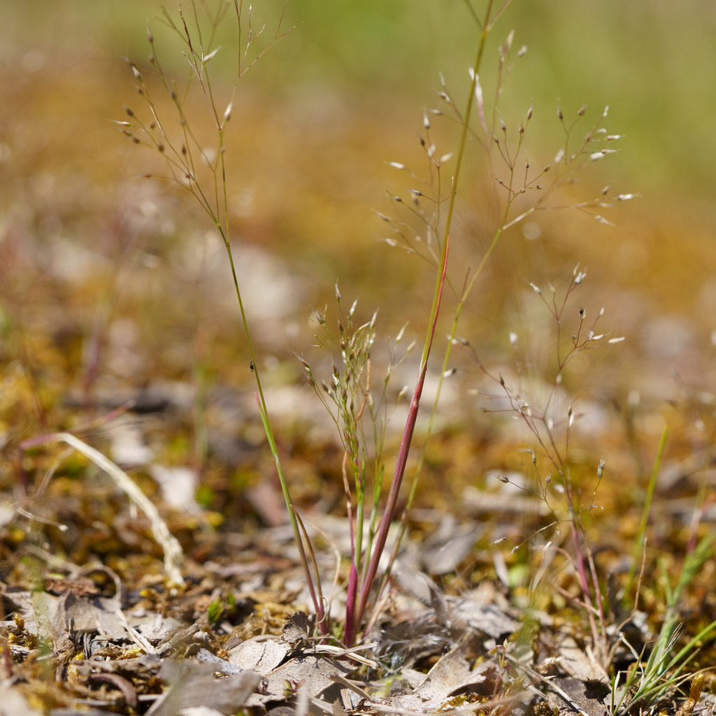 Aira elegans (Elegant hair grass), non-native California grass