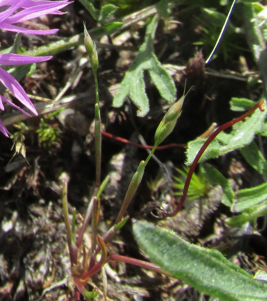 Aira praecox (Early hair grass), non-native California grass