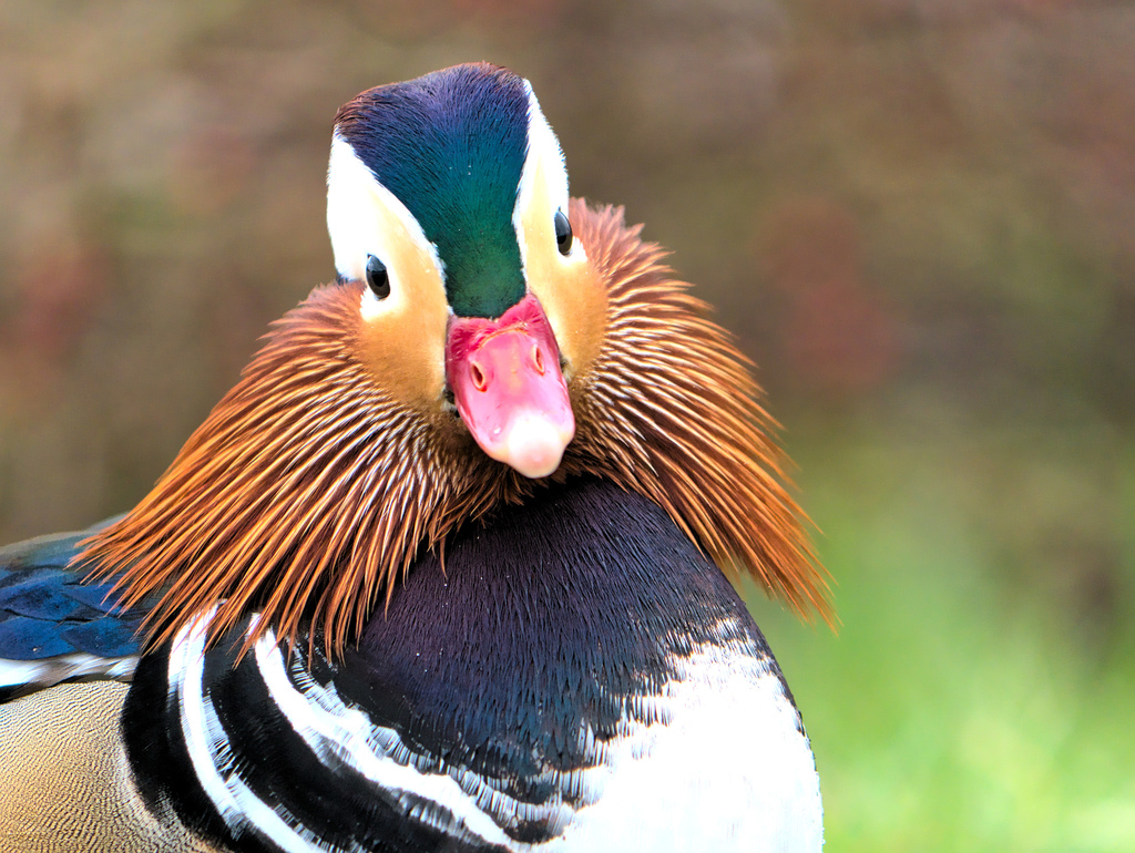 Aix galericulata (Mandarin Duck), California species