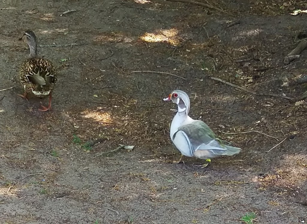 Aix sponsa (Wood Duck), California species