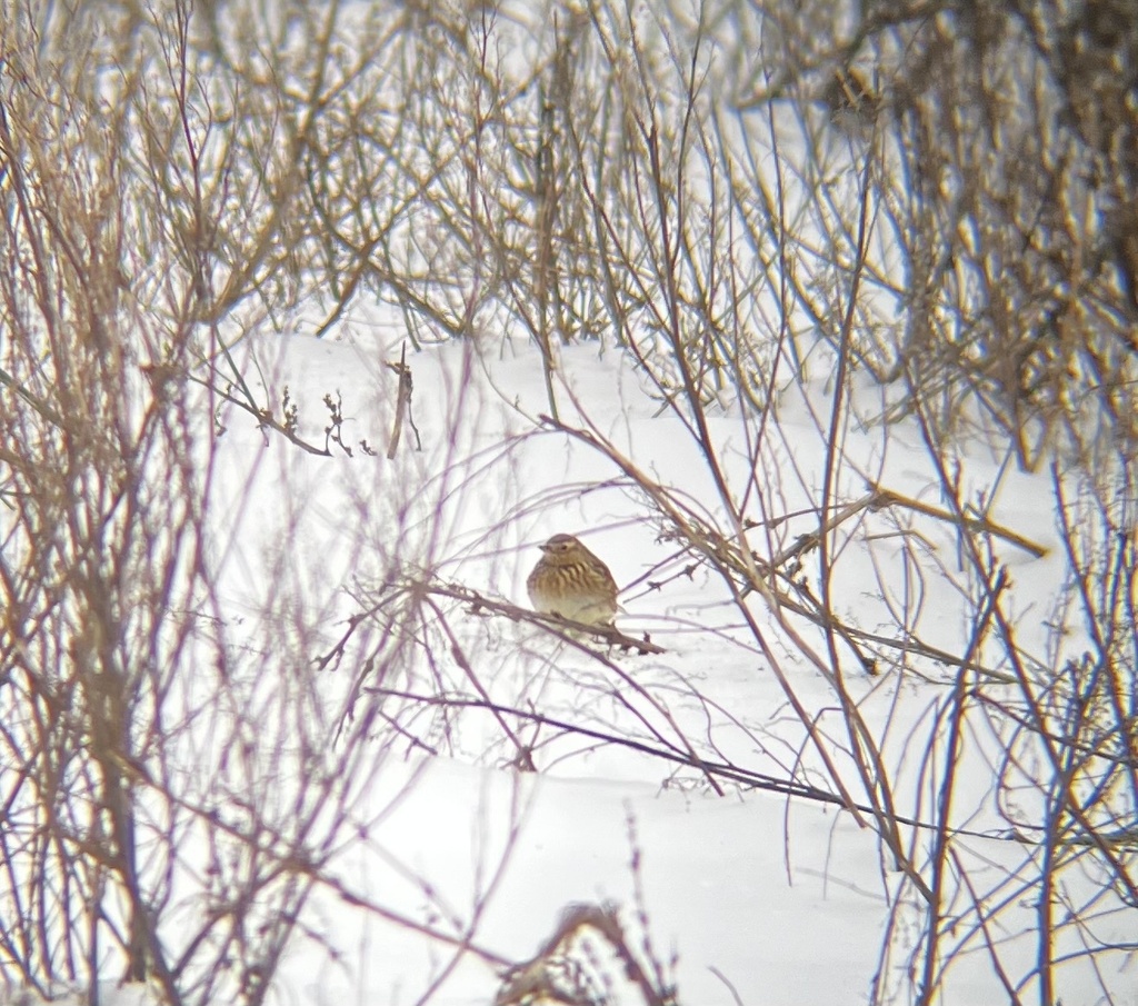 Alauda arvensis (Sky Lark), California species