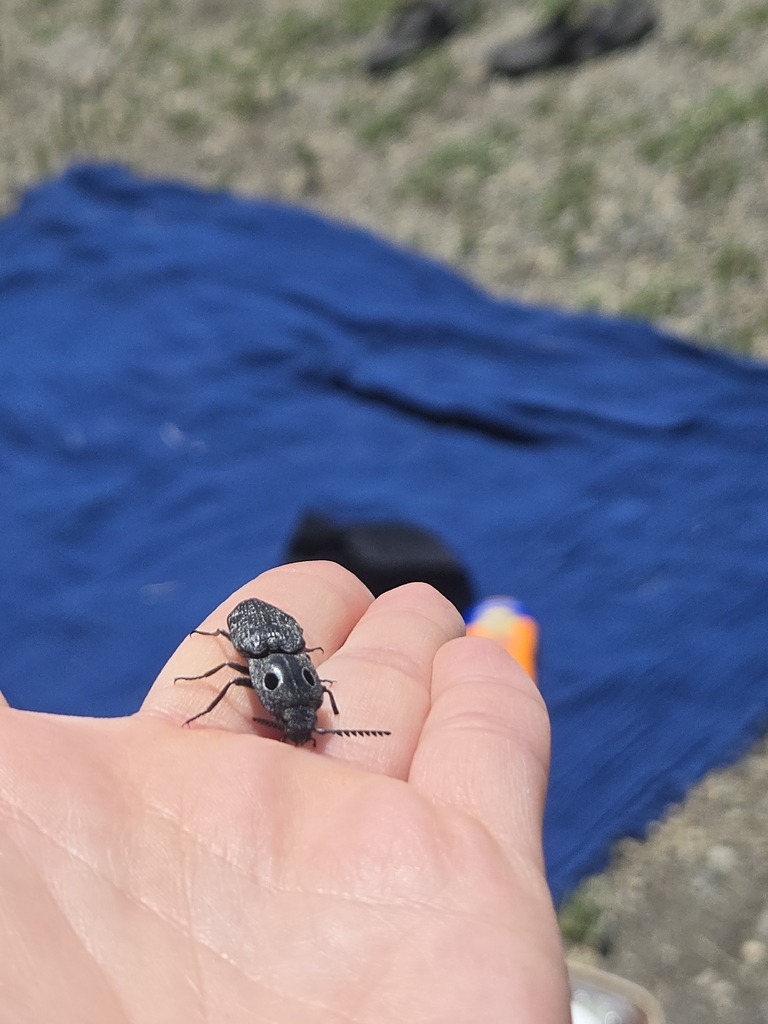 Alaus melanops (Western Eyed Click Beetle), California species