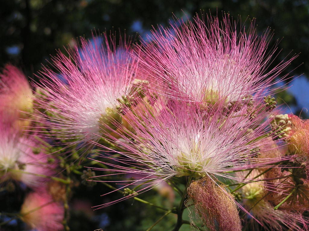Albizia julibrissin (Silk tree), non-native California shrub / tree
