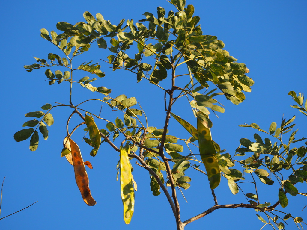 Albizia sp., non-native California shrub