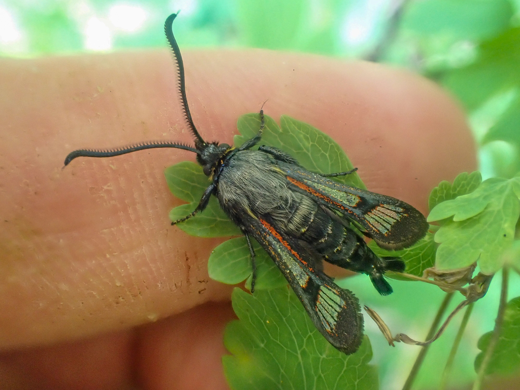 Albuna pyramidalis (Fireweed Clearwing Moth), California species