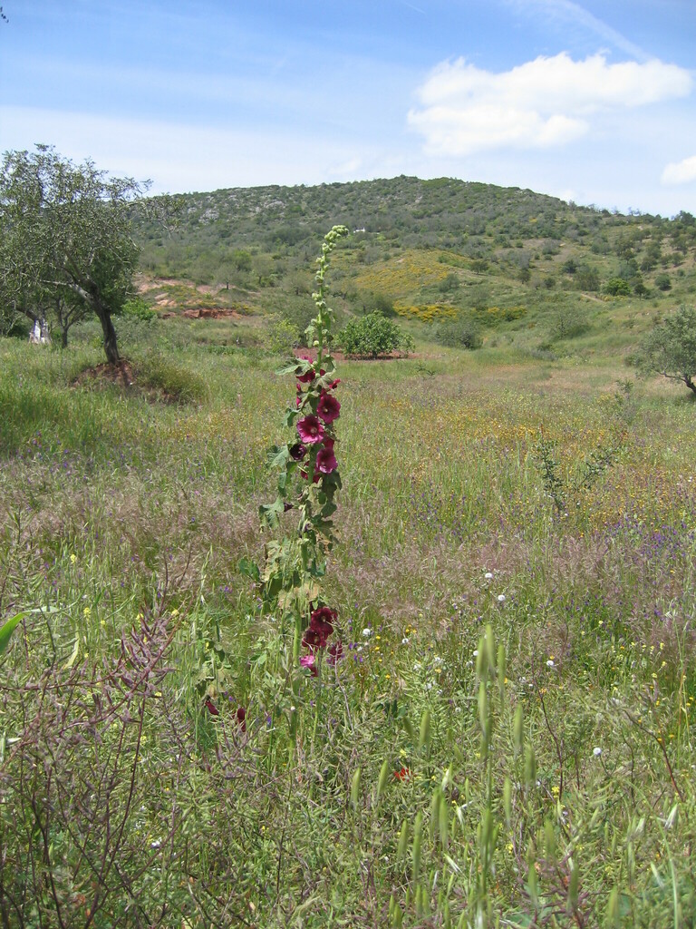 Alcea rosea (Hollyhock), non-native California herb