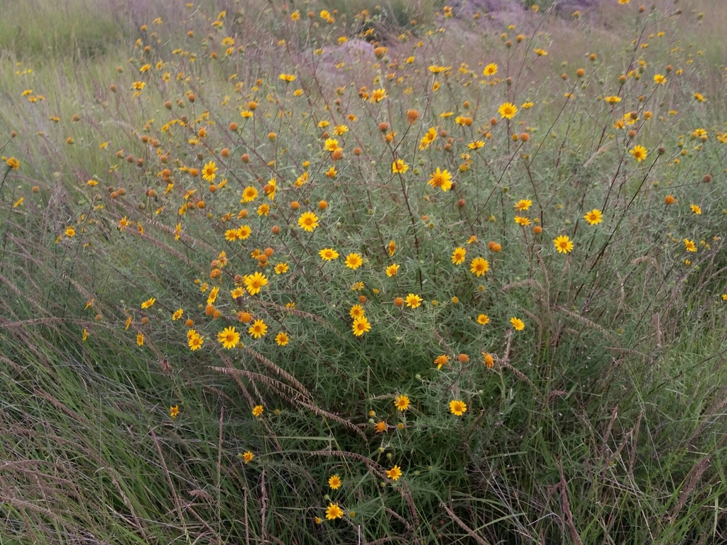 Aldama sp., California perennial