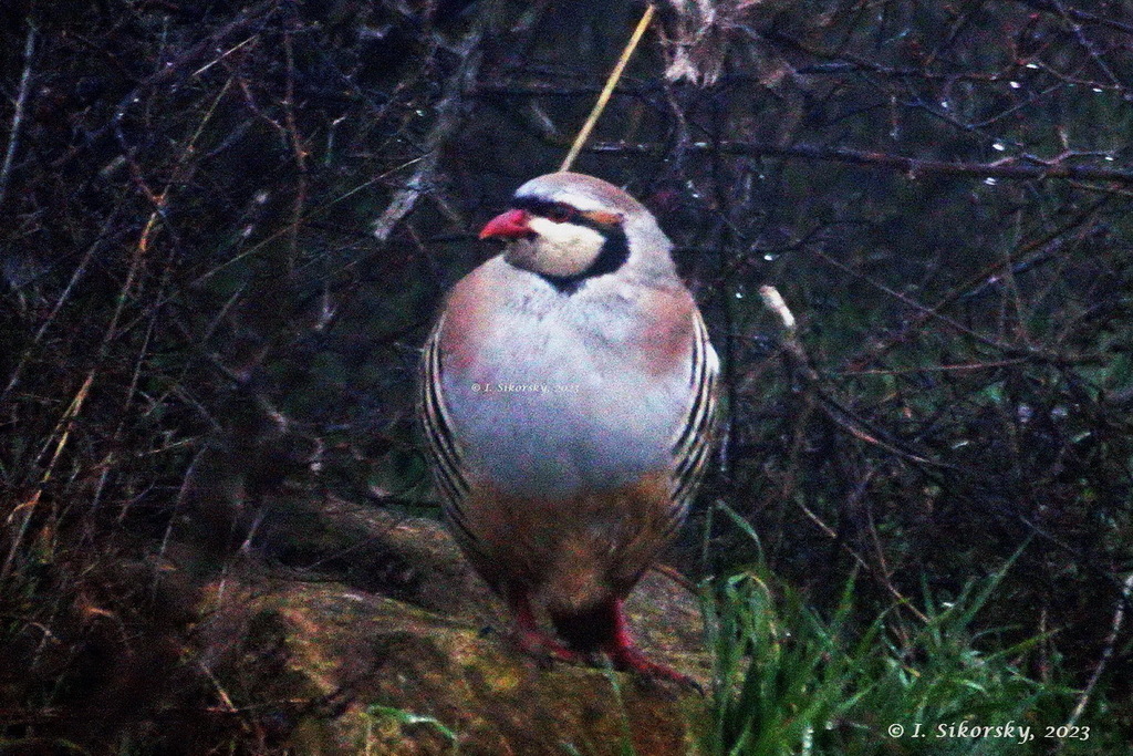 Alectoris chukar (Chukar), California species