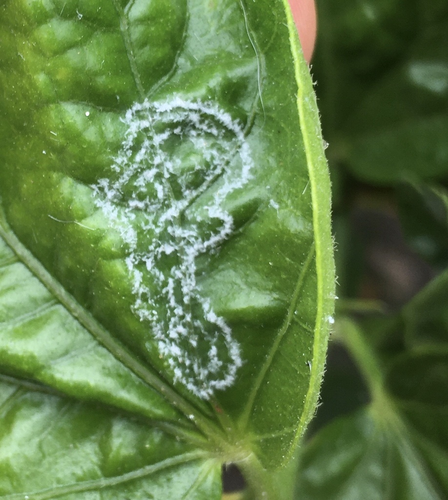 Aleurodicus dugesii (Giant Whitefly), California species