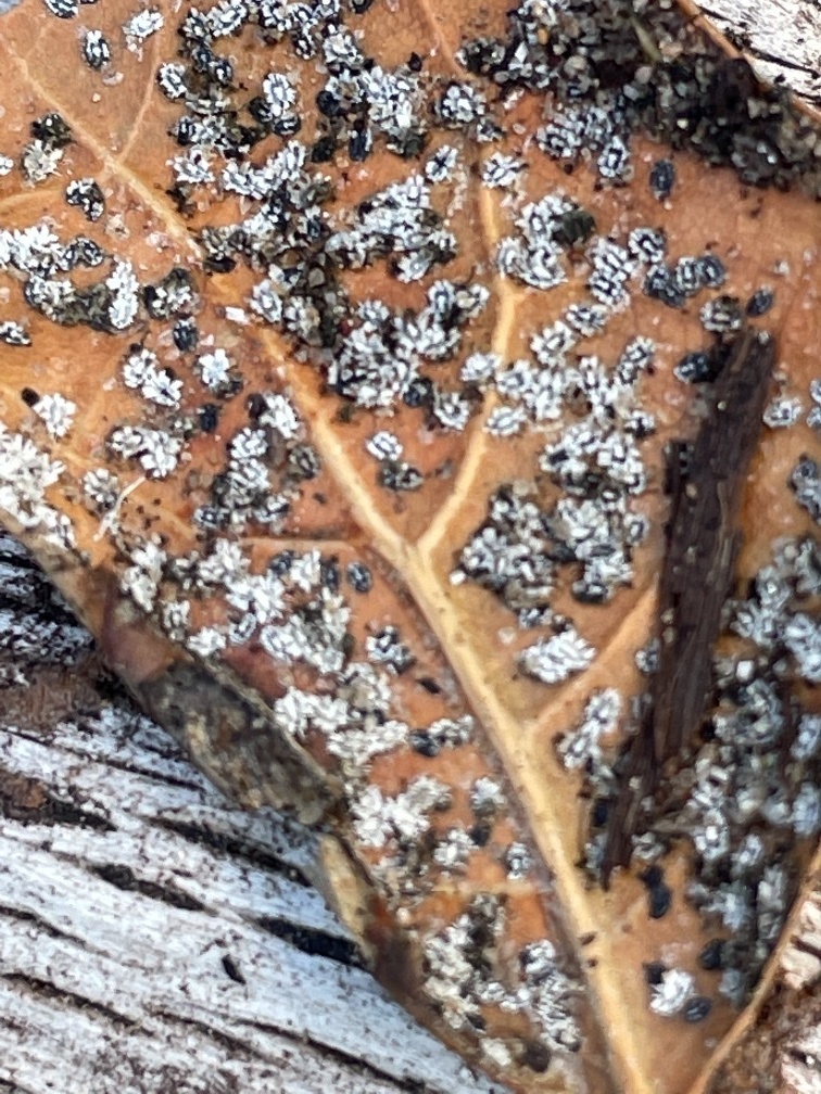 Aleuroplatus coronata (Crown Whitefly), California species