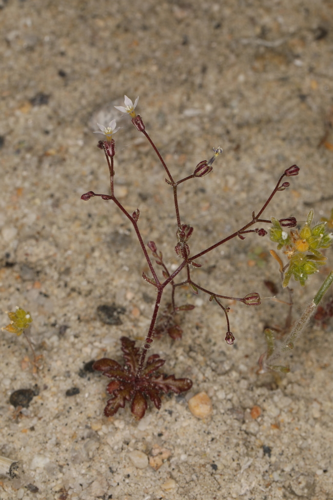 Aliciella humillima (Smallest aliciella), native California annual