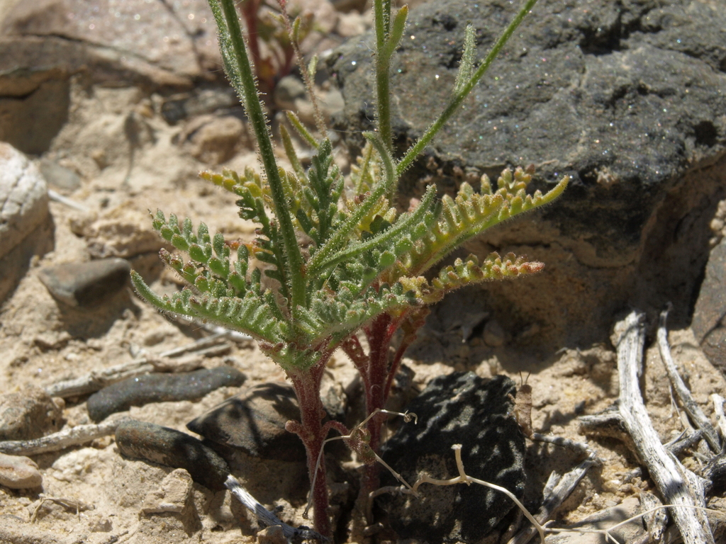 Aliciella hutchinsifolia (Desert pale aliciella), native California herb