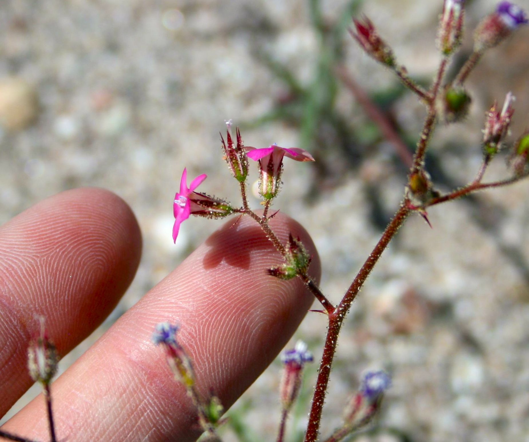 Aliciella latifolia subsp. latifolia (Broad-leaved aliciella), native California herb