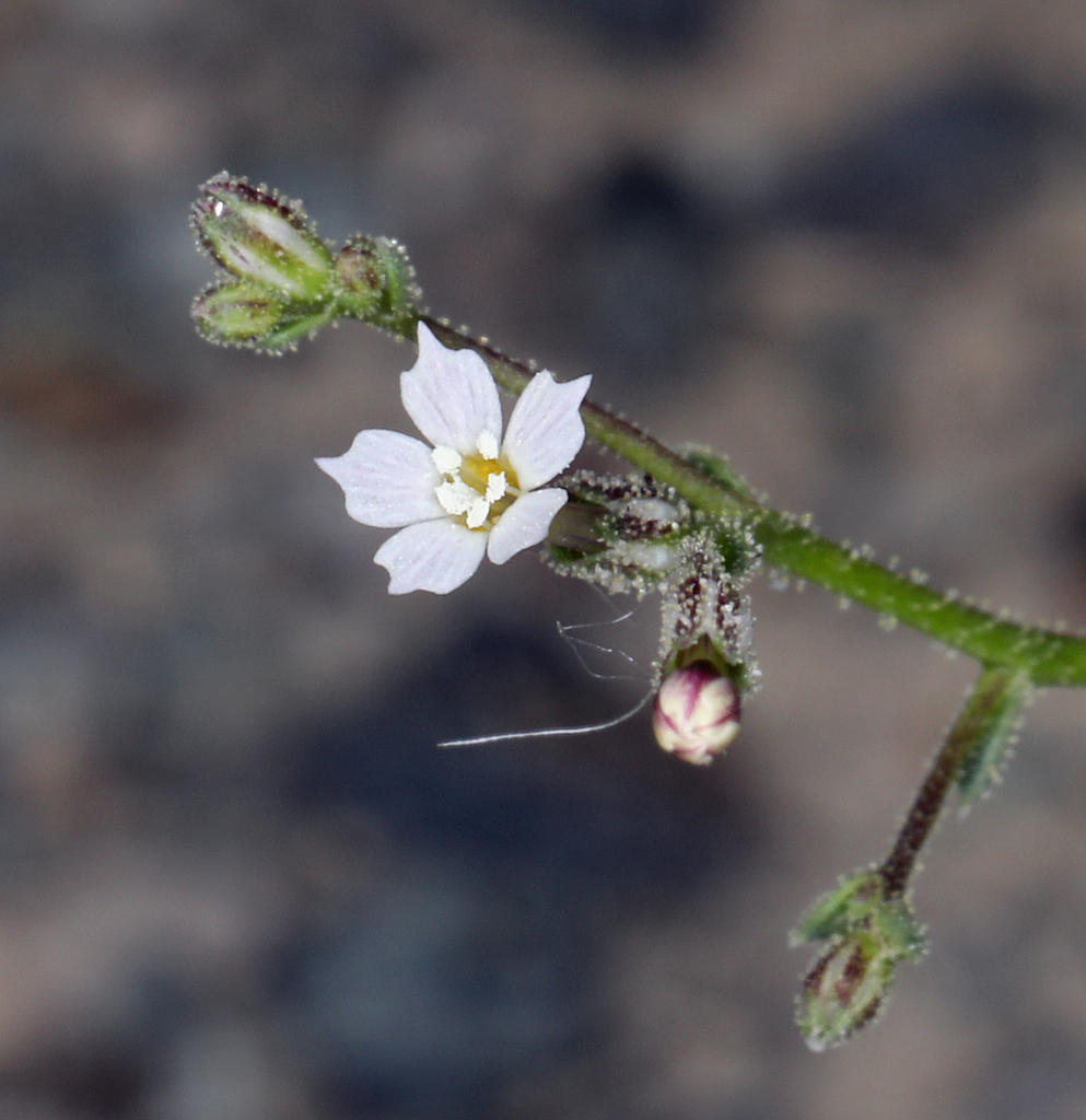 Aliciella leptomeria (Sand aliciella), native California herb