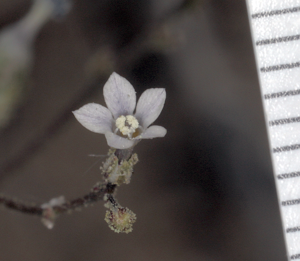 Aliciella lottiae (Lott's aliciella), native California herb