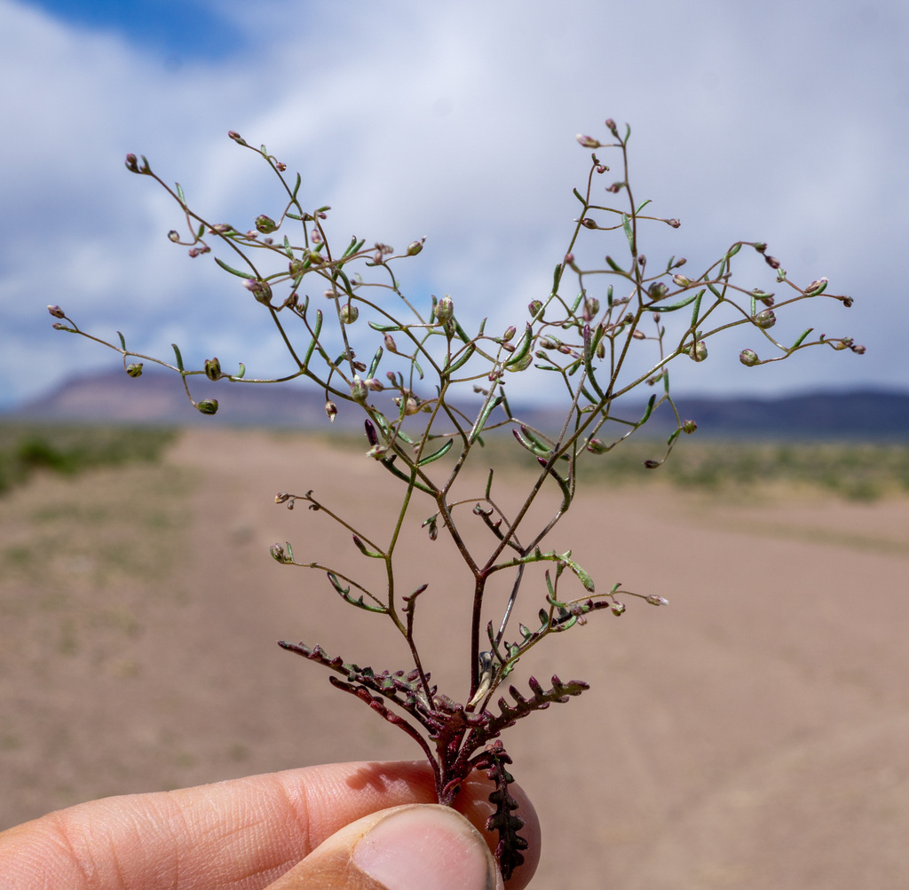 Aliciella micromeria (Dainty aliciella), native California herb