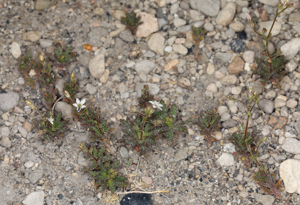 Aliciella monoensis (Mono lake aliciella), native California herb