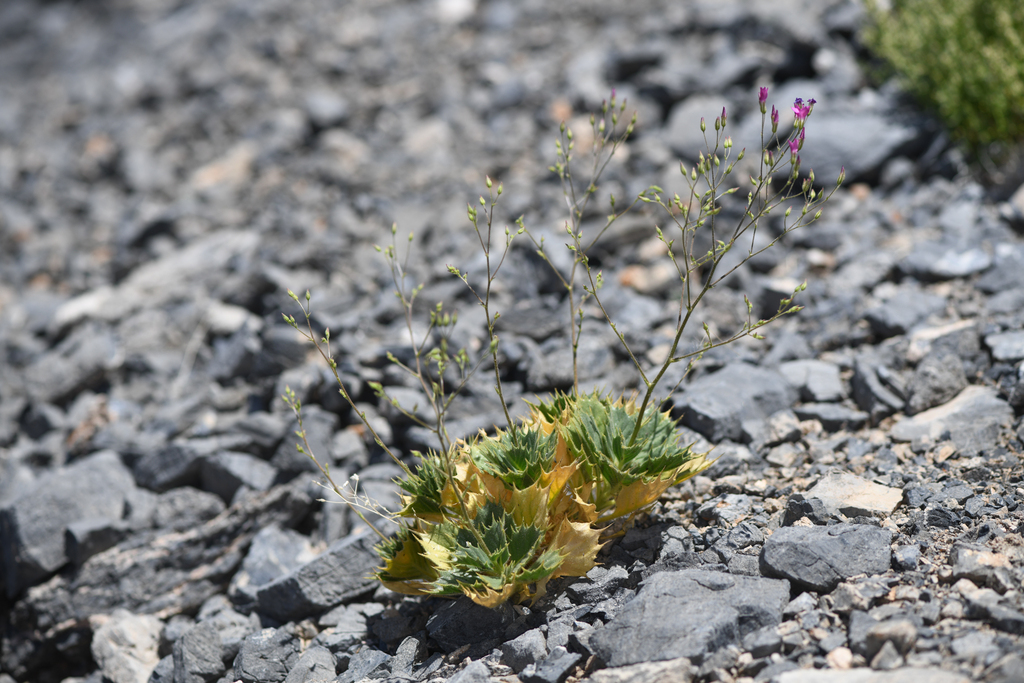Aliciella ripleyi (Ripley's aliciella), native California herb