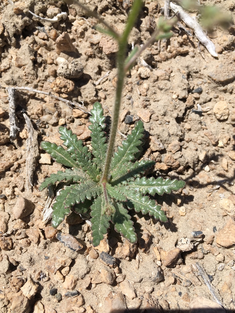 Aliciella triodon (Coyote gilia), native California herb